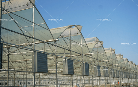 Bahrein-The-Charm-of-Yellow-Film-Greenhouse.png