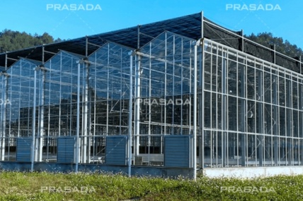 Θερμοκήπιο για Rose Farming: Climate Requirements & Design Tips