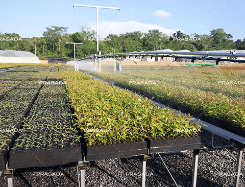 Peternakan Rumah Kaca Pembibitan Pohon Kehutanan Laos