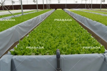 Πόσο συχνά αλλάζετε το υδροπονικό νερό;