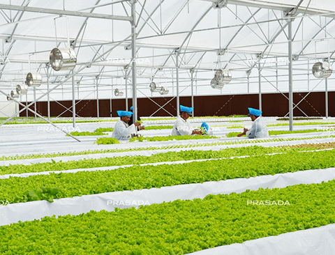 Arab Saudi—Mendinginkan Rumah Kaca Adalah Kepatutan Yang Pertama